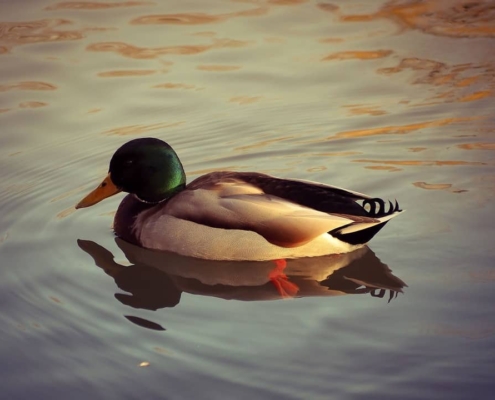 Duckwaves
